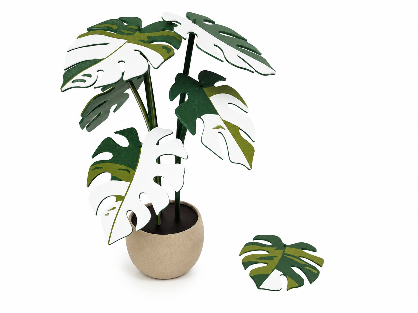 Plante Monstera Variegata avec Dessous de Verre Intégrés&nbsp;
