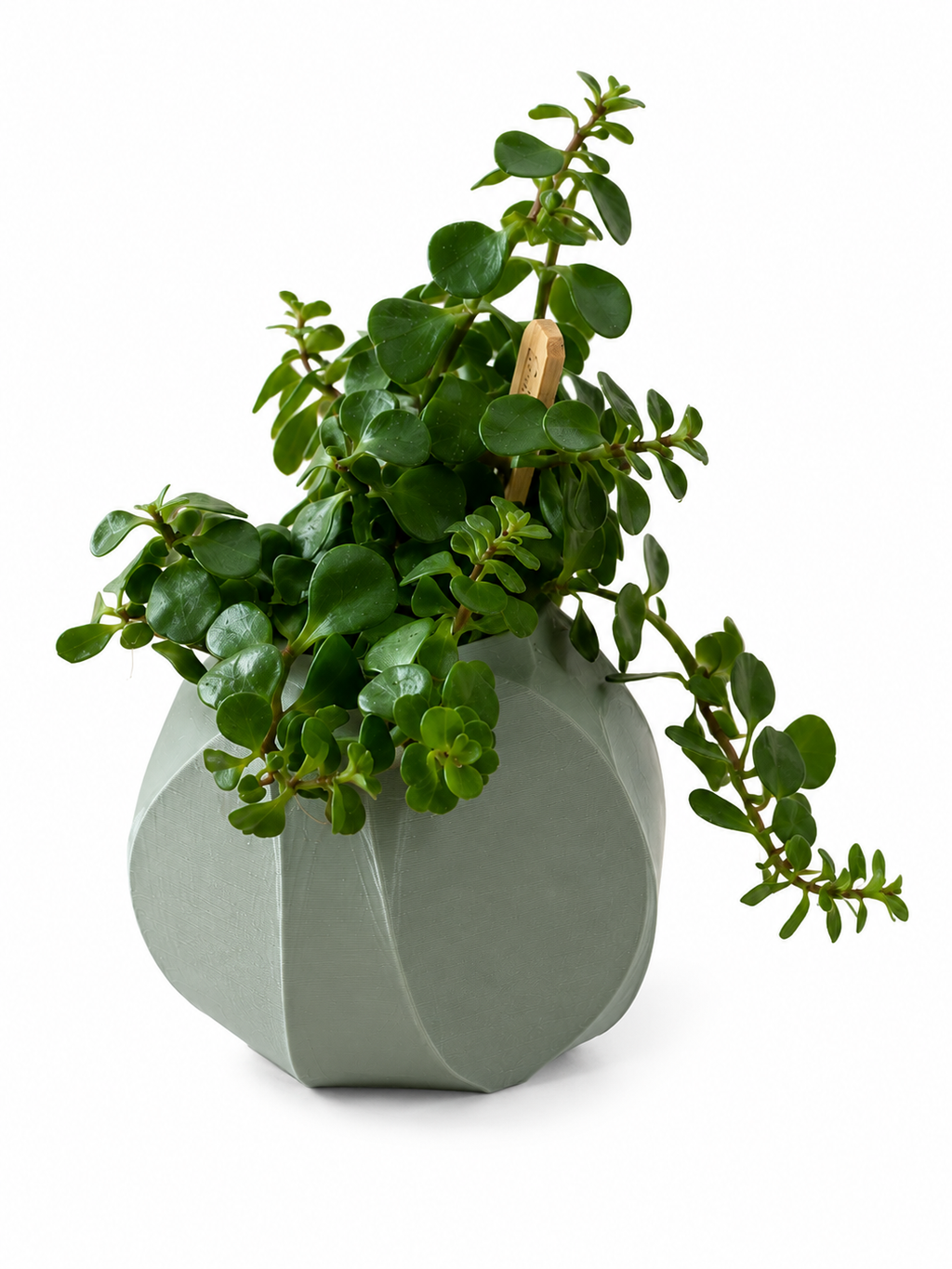 Vase décoratif pour plantes