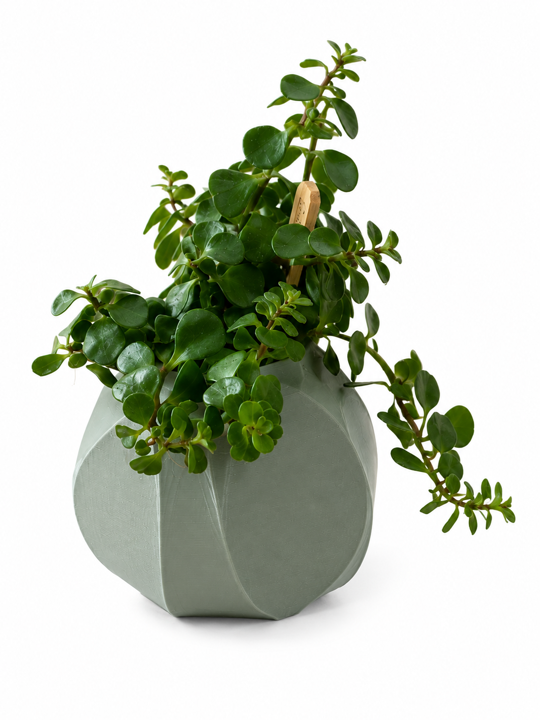 Vase décoratif pour plantes